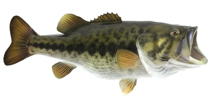 bass-fish