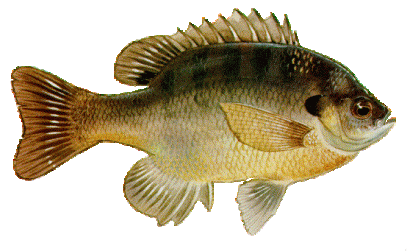bluegill-fish